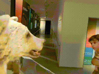 GIF