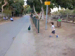 GIF
